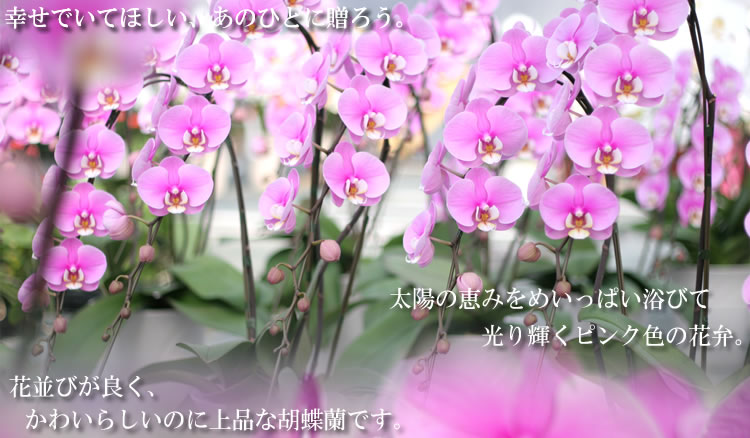 �Ӓ����A���i