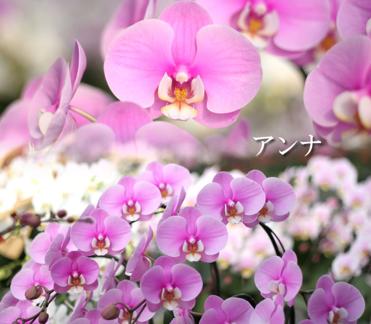�Ӓ����A���i