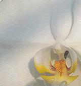 �Ӓ����̈��؉��|