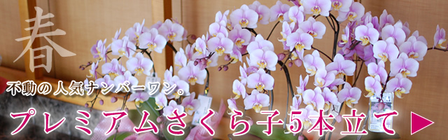 �Ӓ����v���~�A��������q5�{����