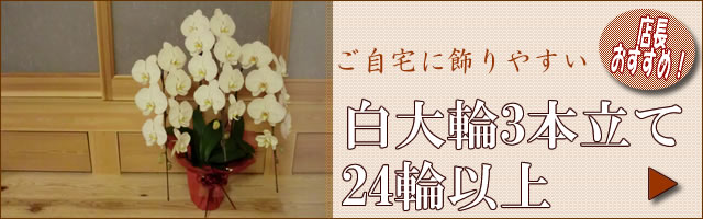 ��24�փy�[�W��