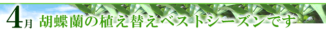 �Ӓ����̐A���ւ��x�X�g�V�[�Y��