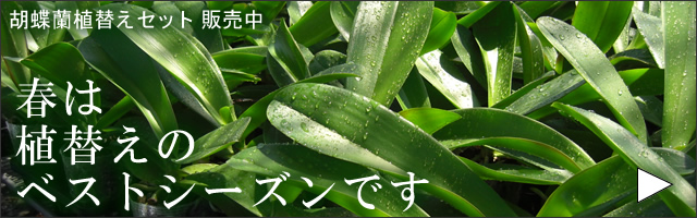 �Ӓ����̐A�ւ��Z�b�g�̔��y�[�W��