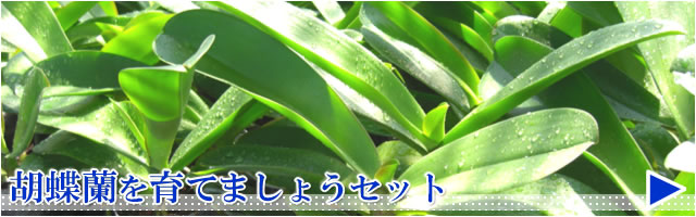 �Ӓ�������Ă܂��傤�Z�b�g�@�Ӓ����̕c