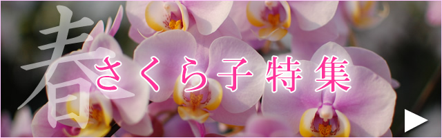 �Ӓ����@������q���W