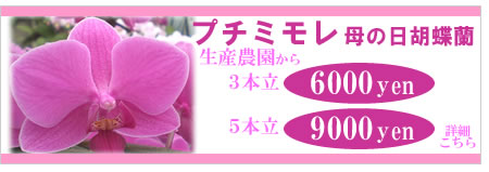 �v�`�~������̓��Ӓ���