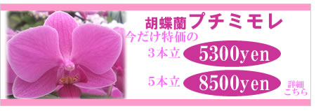�Ӓ����v�`�~����