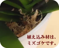 �݂�����