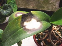 �Ӓ����t����