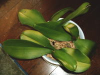 �Ӓ����@�t����