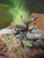 �Ӓ����̍���