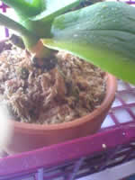 �Ӓ�������