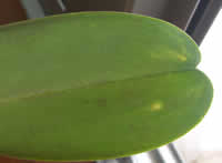 �Ӓ����@�t����