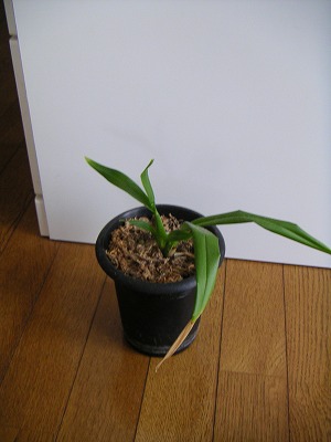 �Ӓ����I���V�W���[��