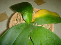 �Ӓ����@�t����