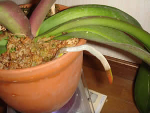 �Ӓ�������