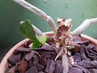 �Ӓ�������