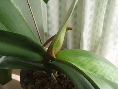 �Ӓ����t����