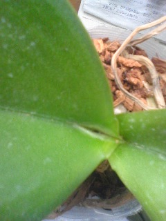 �Ӓ����t����