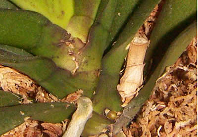 �Ӓ�������