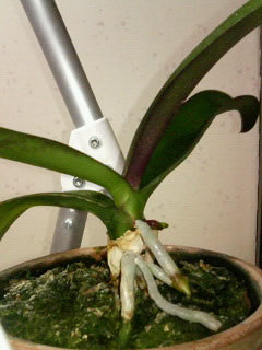 �Ӓ����ԉ�