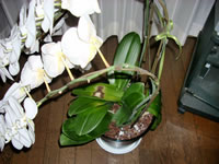 �Ӓ����t����