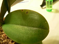 �Ӓ����̗t����