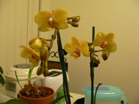 �Ӓ����̂���