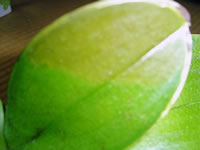 �Ӓ����t����