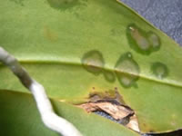 �Ӓ����t����