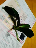 �Ӓ����t����