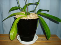 �Ӓ����@�t����