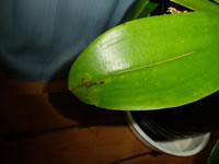 �Ӓ����@�t����