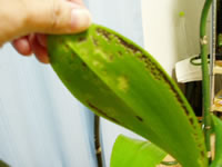 �Ӓ����t����