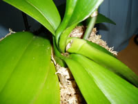 �Ӓ����@�t����