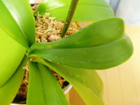 �Ӓ����@�t����