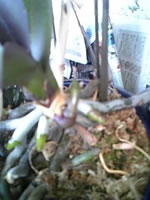 �Ӓ�������