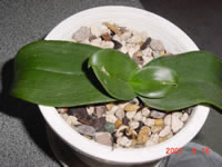 �Ӓ����t����