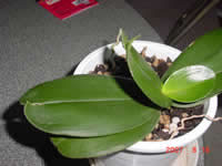 �Ӓ����t����