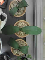 �Ӓ����t����