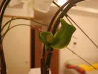 �Ӓ����t����