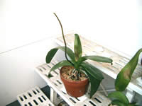 �Ӓ����@�ԉ�