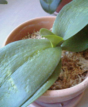 �Ӓ����t����