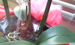 �Ӓ����@�t����