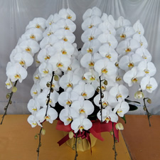 ����ւT�{����