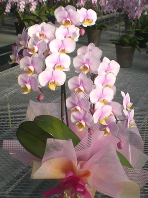 �Ӓ���������q2�{����25���ȏ�