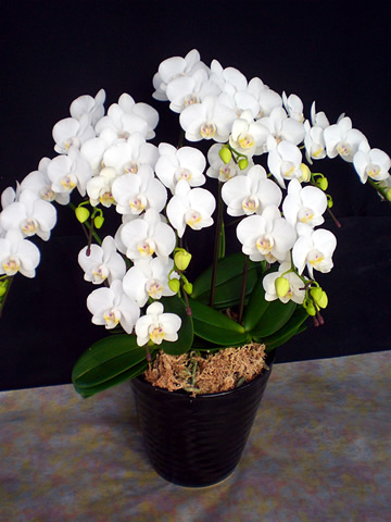 �Ӓ����A�}�r���X7�{����