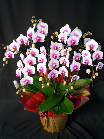 Ӓ@uC_hX