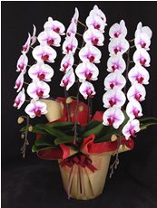 �Ӓ������C�������b�v3�{����