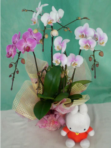 ���y���݌Ӓ����@